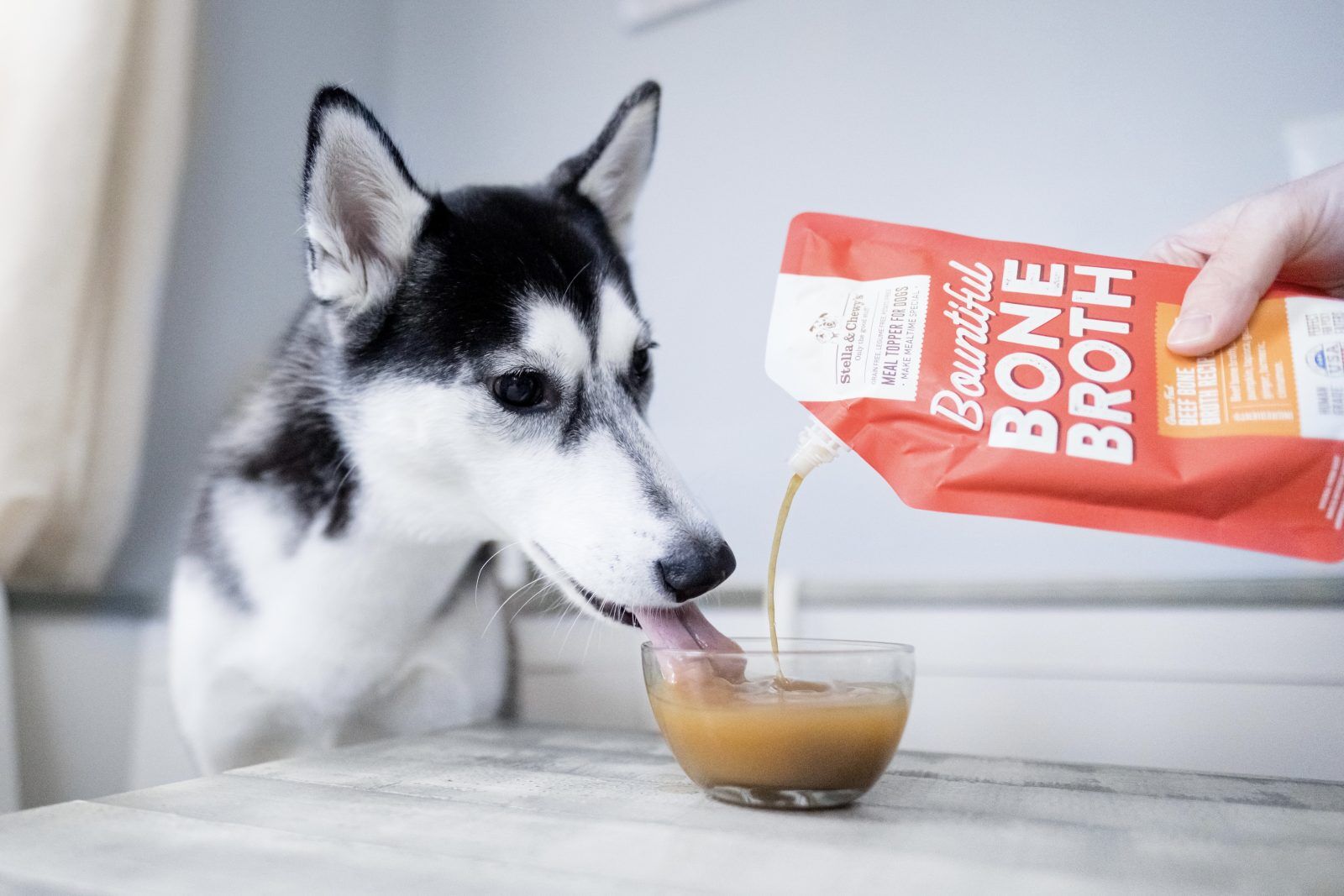 What Type of Broth Can Dogs Have? Safe & Nutritious Choices